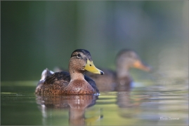 <p>KACHNA DIVOKÁ (Anas platyrhynchos) ---- /Mallard - Stockente/</p>